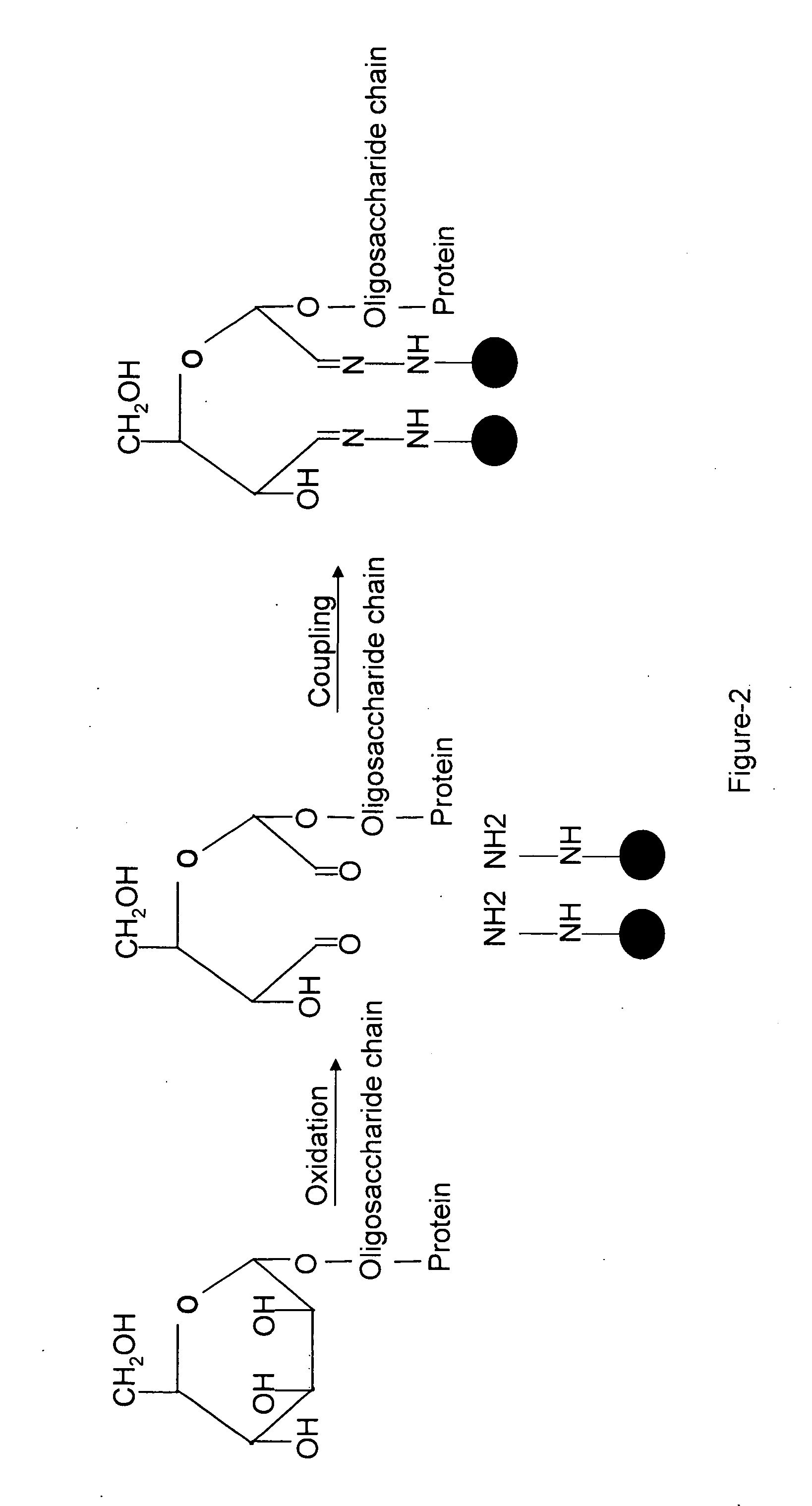 Methods for quantitative proteome analysis of glycoproteins