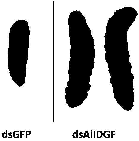 Functions of imaginal disk growth factors and application of dsRNA of imaginal disk growth factors