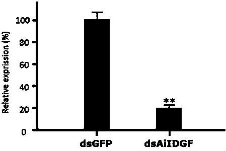 Functions of imaginal disk growth factors and application of dsRNA of imaginal disk growth factors