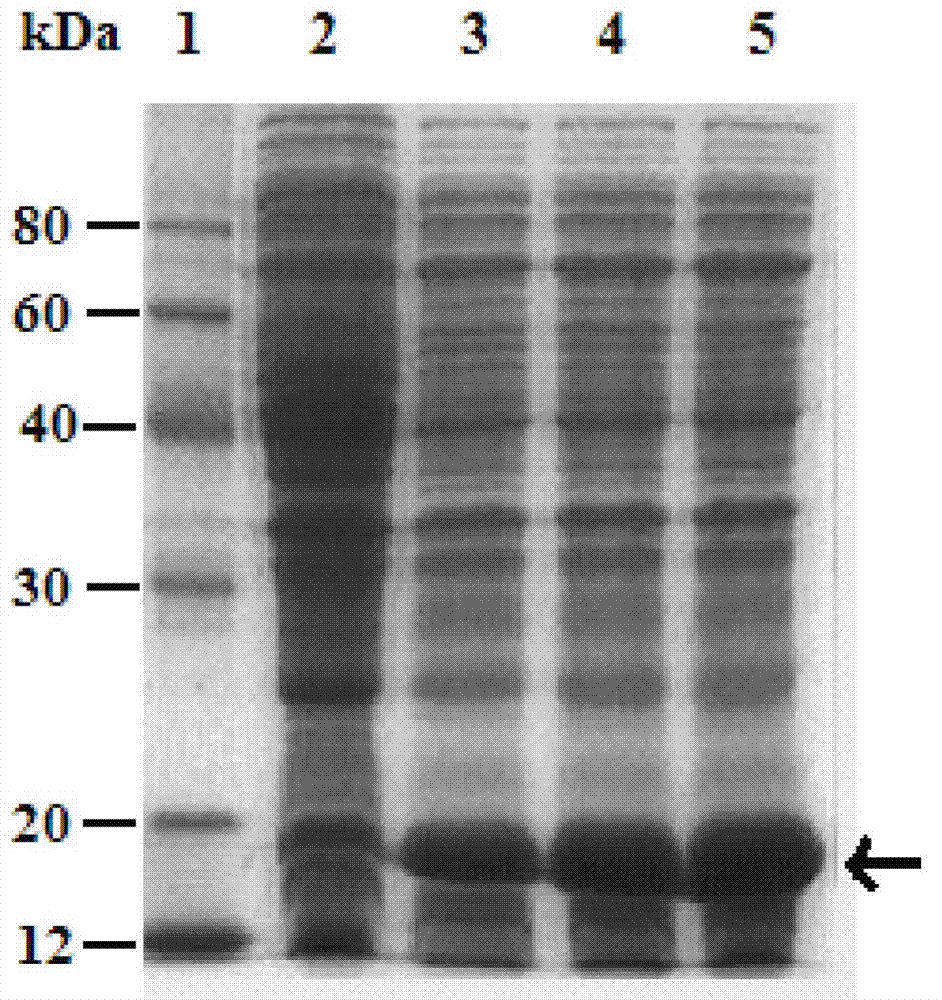 Recombinant strain capable of expressing fungal immunomodulatory protein from Flammulina velutipes (FIP-fve), construction method, protein expression and purification method, and protein application