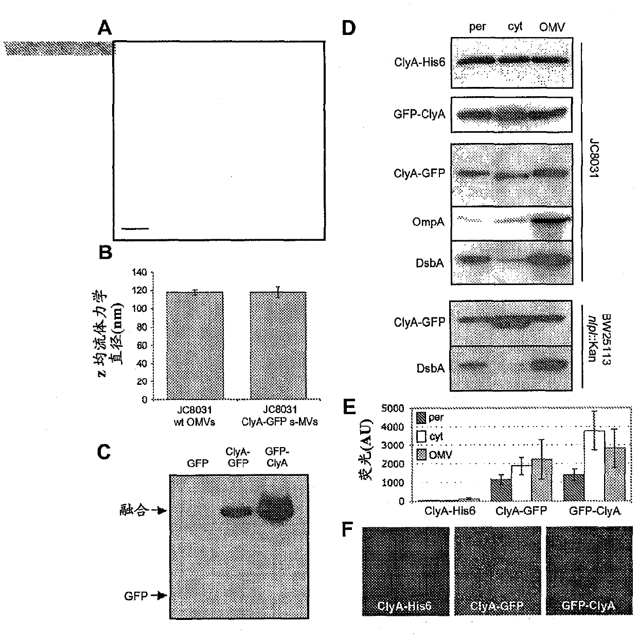 Compositions and methods for protein display on the surface of bacteria and vesicles derived therefrom and uses thereof