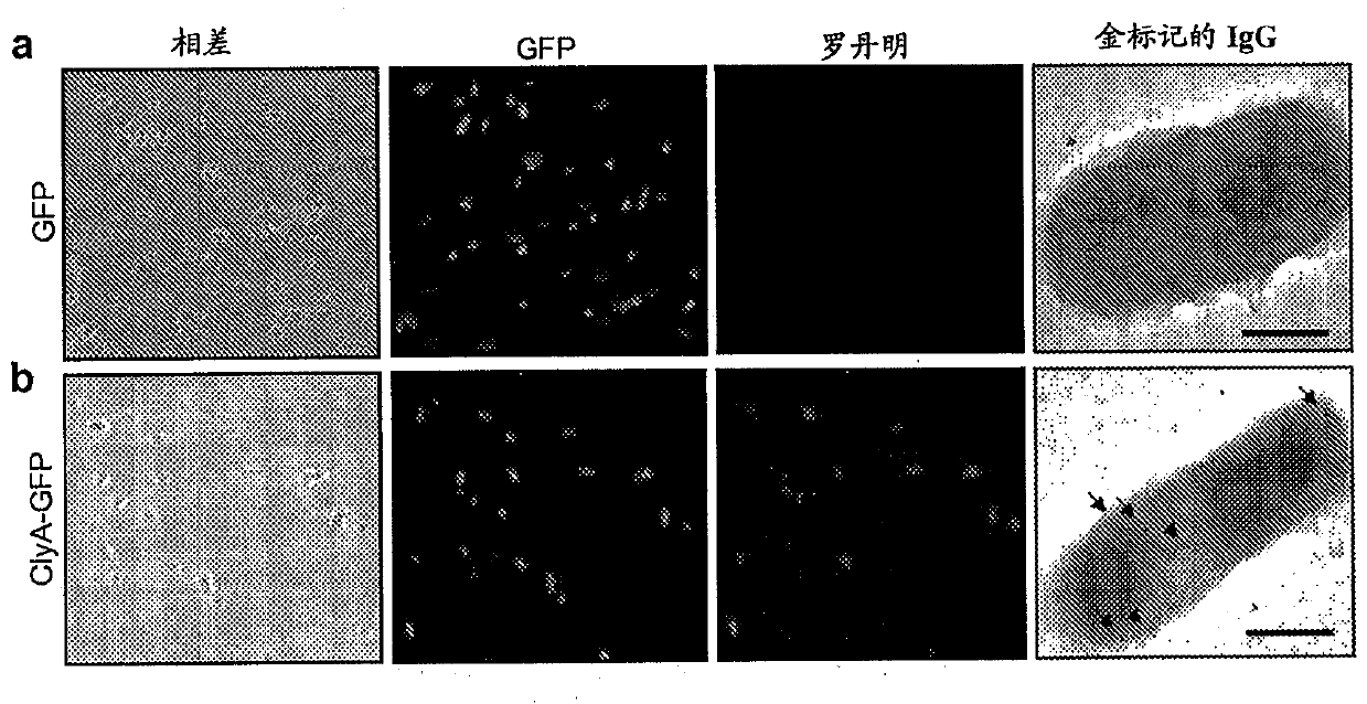 Compositions and methods for protein display on the surface of bacteria and vesicles derived therefrom and uses thereof