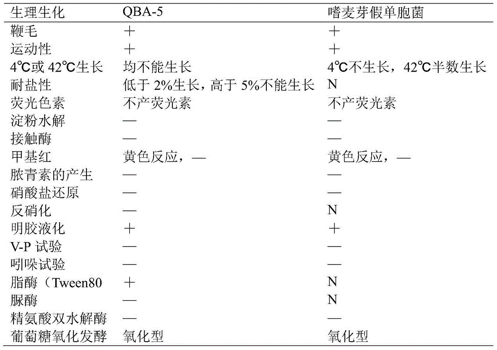 Pseudomonas maltophilia stain QBA-5 with effect of inhibiting Botrytis cinerea and application thereof