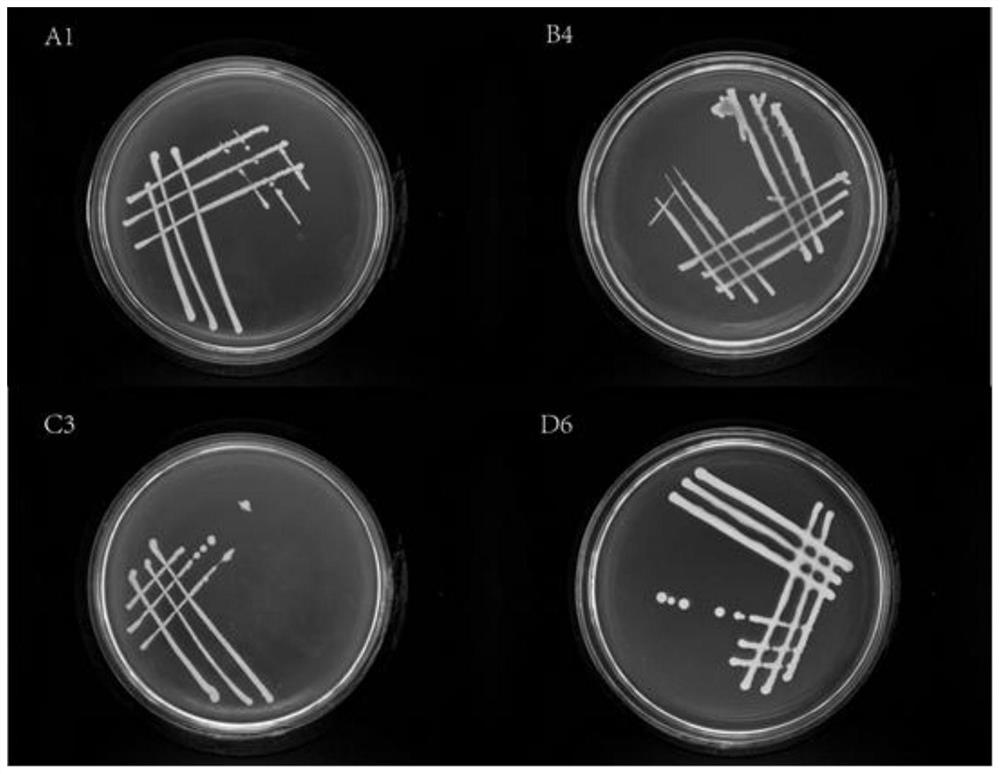 A selenium-resistant bacterial strain enterobacter ludwigii GX-C3 and its application