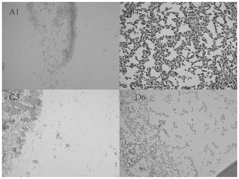 A selenium-resistant bacterial strain enterobacter ludwigii GX-C3 and its application