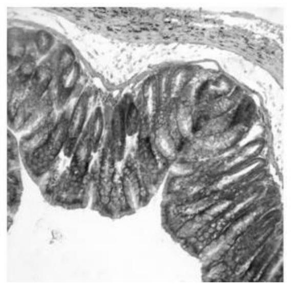 Application of terminalia bellerica extract and terminalia bellerica polyphenol