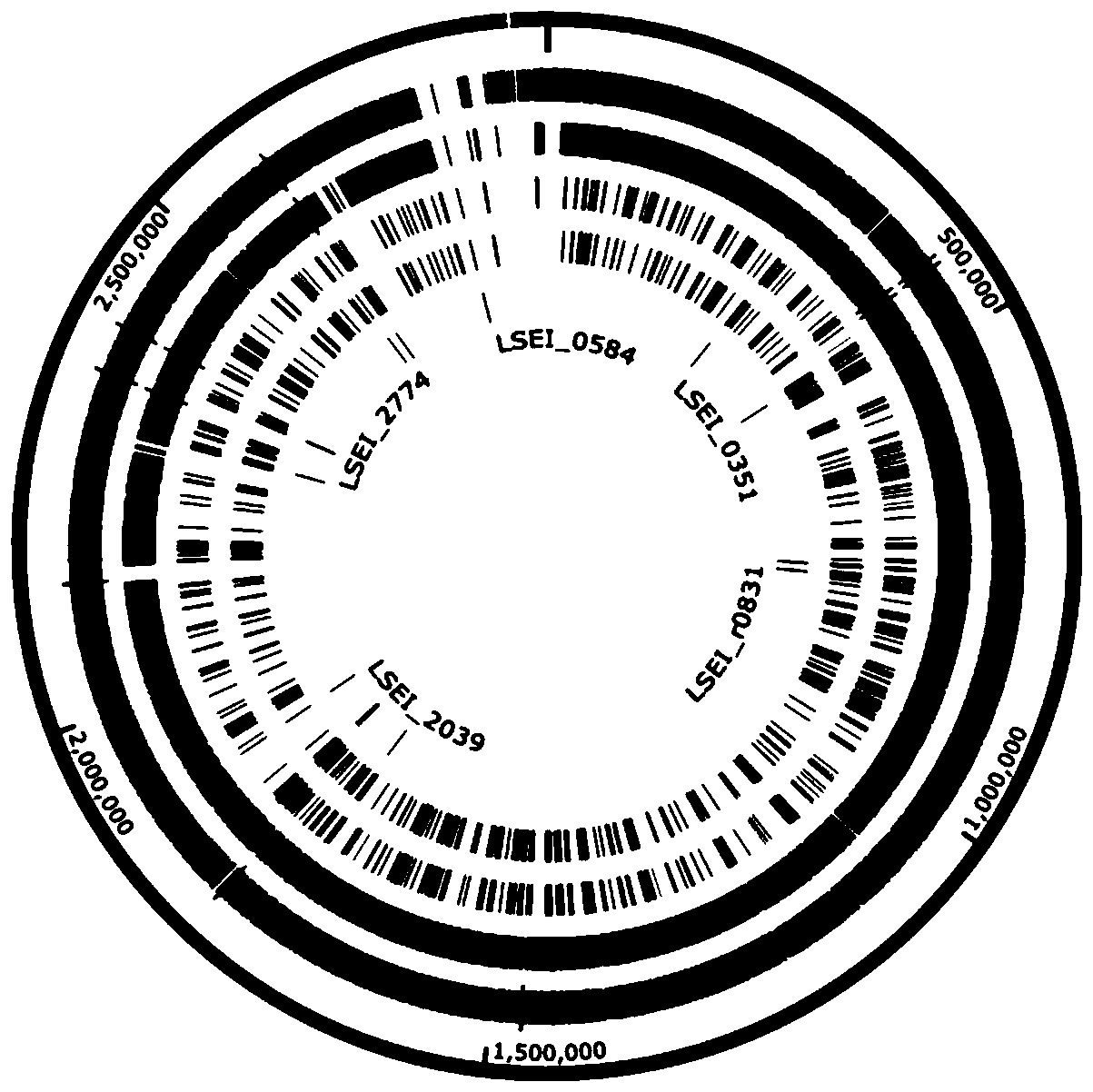 Novel lactic acid bacterium antibacterial peptide and application of high-efficiency expression and antibacterial anti-cancer activity