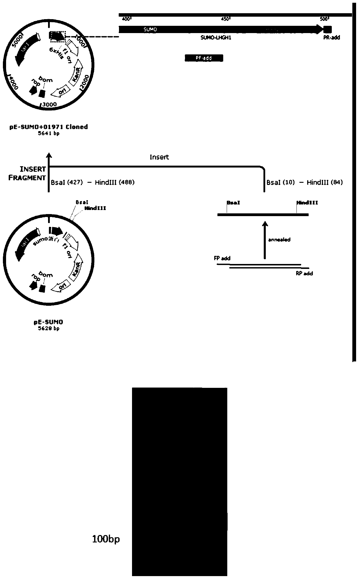 Novel lactic acid bacterium antibacterial peptide and application of high-efficiency expression and antibacterial anti-cancer activity