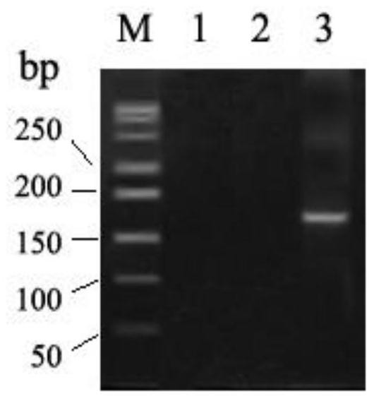 Breast cancer susceptibility gene BRCA2-K2305N mutant and specific primer thereof