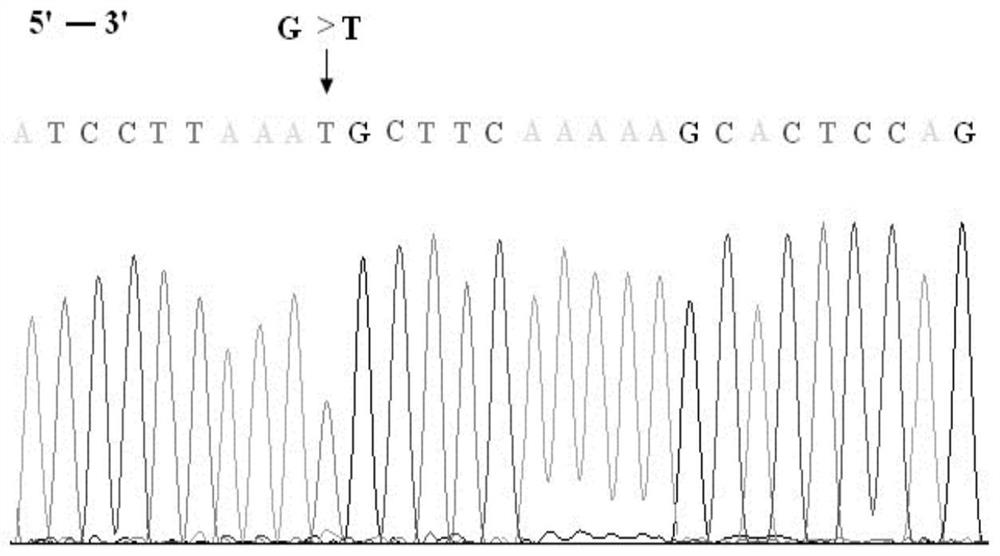 Breast cancer susceptibility gene BRCA2-K2305N mutant and specific primer thereof