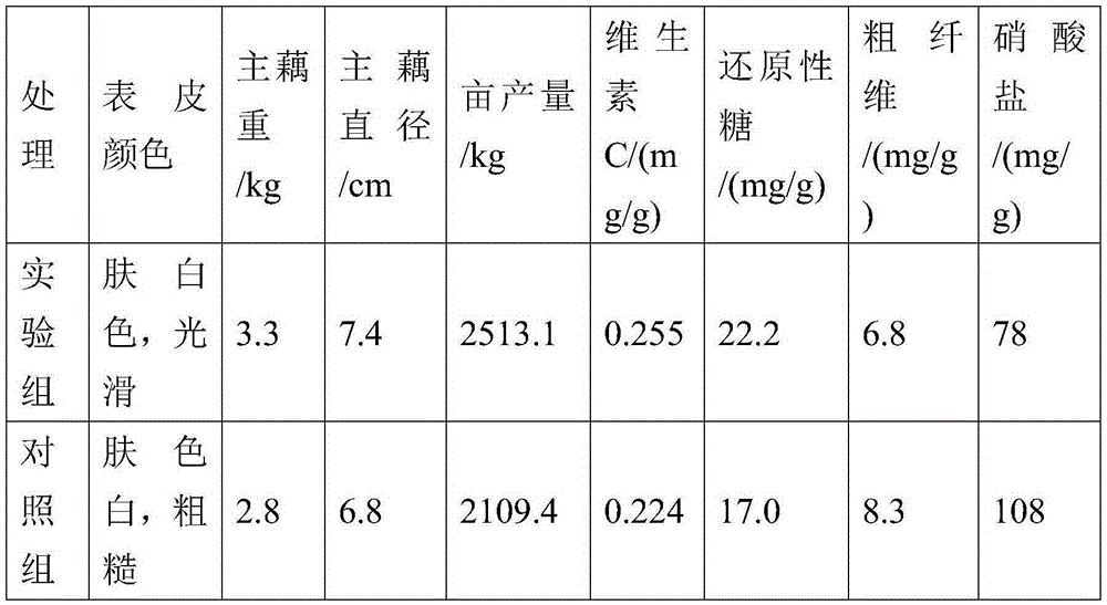 Composite agricultural microorganism bacteria and method for applying composite bacteria to lotus root planting