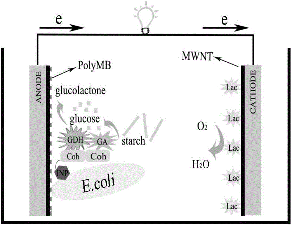 High-performance starch/oxygen fuel cell based on microbial surface co-display sequential enzyme