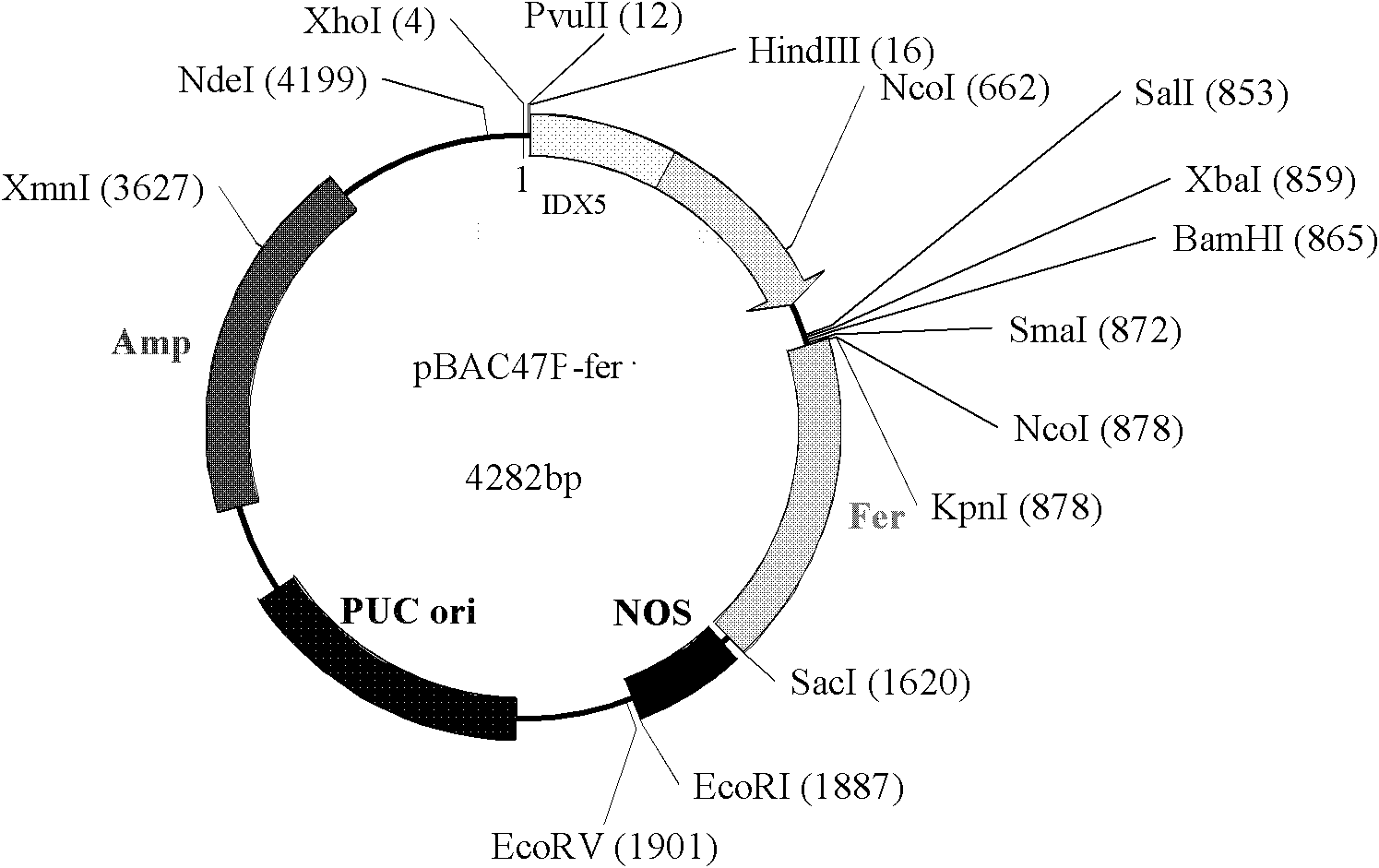 Method for cultivating transgenic wheat with seeds with improved iron content