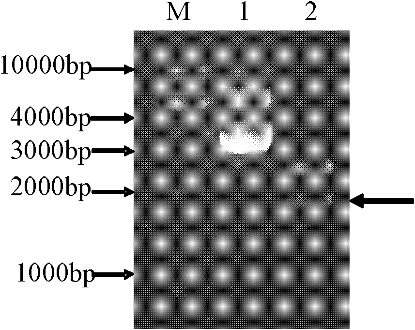 Method for cultivating transgenic wheat with seeds with improved iron content