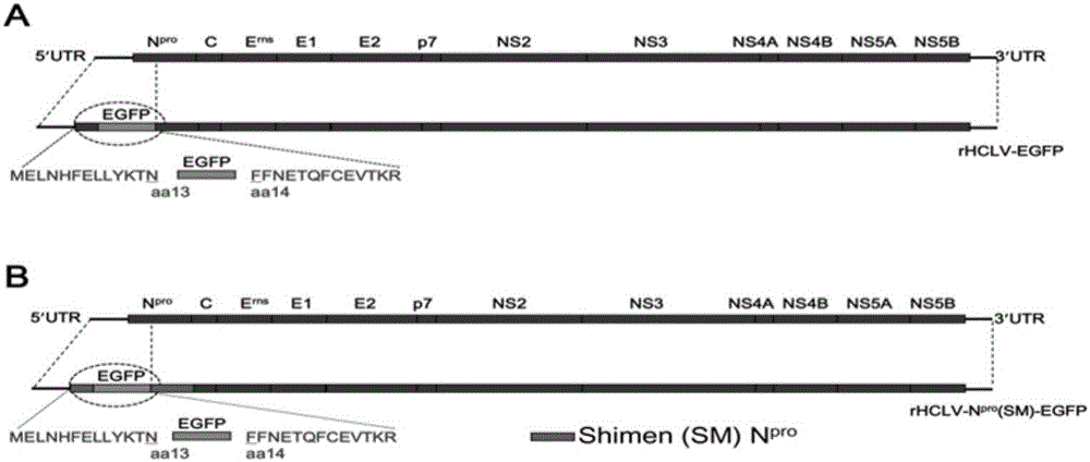 Marked Pestivirus suis C strain expressing enhanced green fluorescent protein and construction method and application thereof