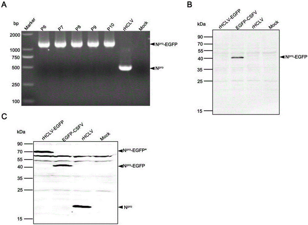 Marked Pestivirus suis C strain expressing enhanced green fluorescent protein and construction method and application thereof