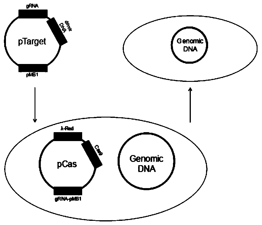 Genetically engineered bacterium with high pantothenic acid yield as well as construction method and application