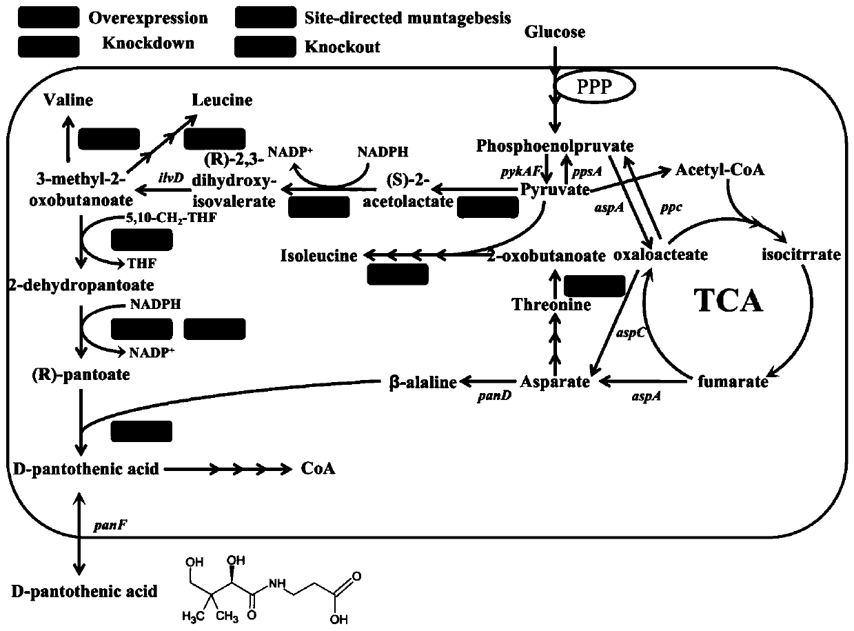 Genetically engineered bacterium with high pantothenic acid yield as well as construction method and application