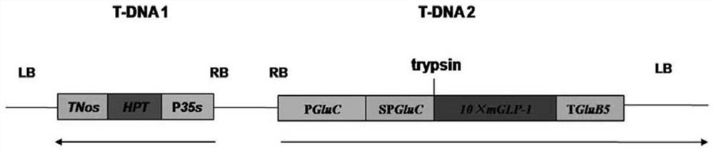 Creation method and application of functional rice material for reducing blood sugar