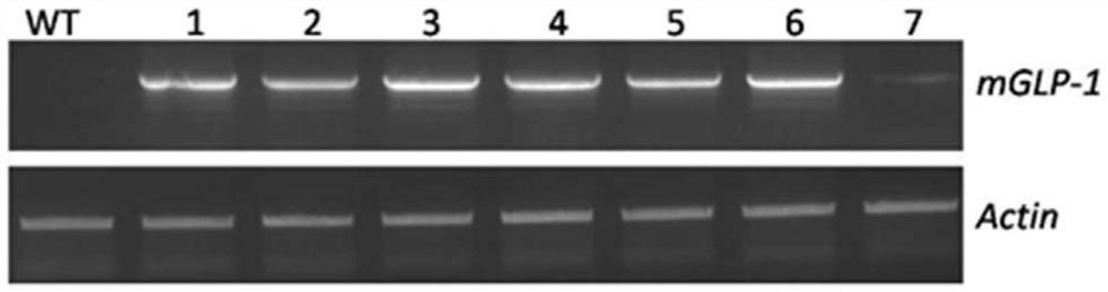 Creation method and application of functional rice material for reducing blood sugar