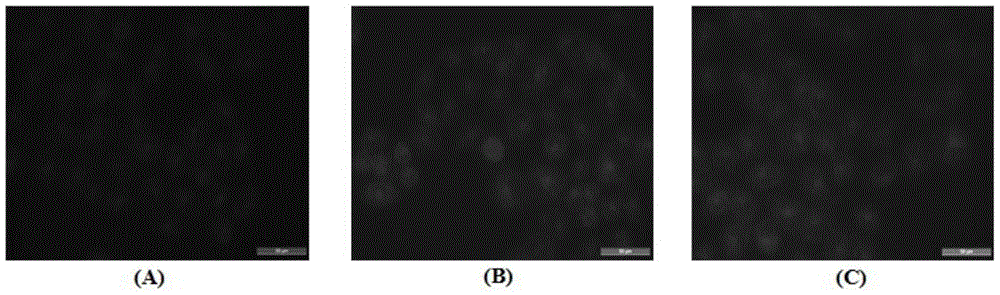 Tumor-targeting polypeptide-doxorubicin derivative and its preparation method and application