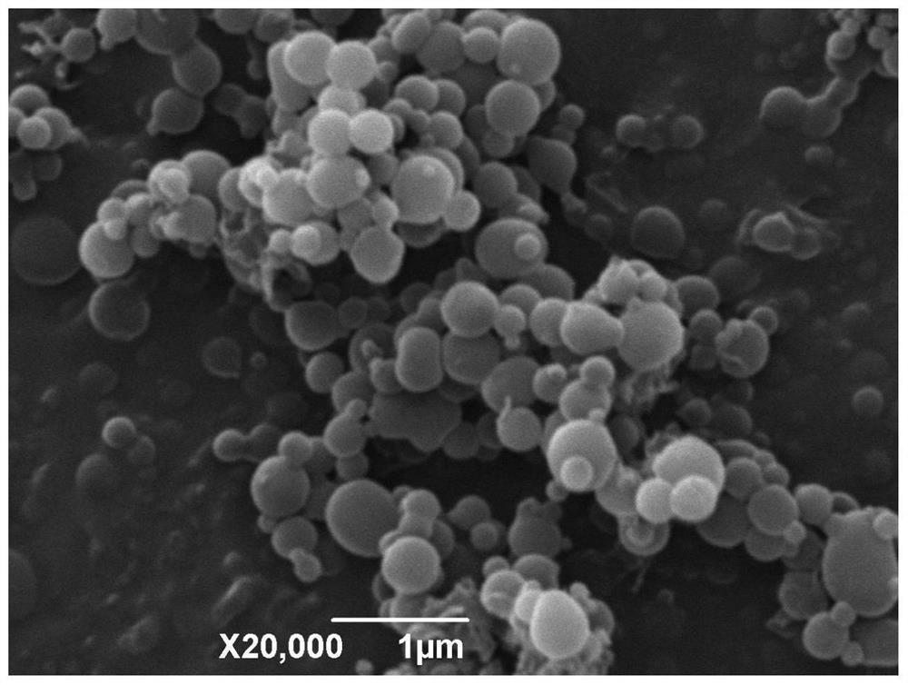 Magnetic dextrin microspheres, preparation method and application in determination of residual quantity of chlorpyrifos in oyster mushrooms