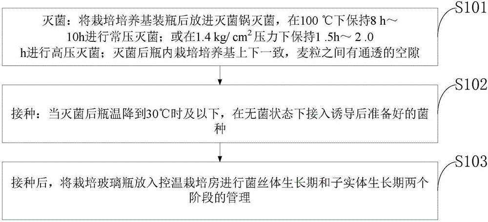 Morchella esculenta cultivating strain, and inducting method and cultivating method therefor