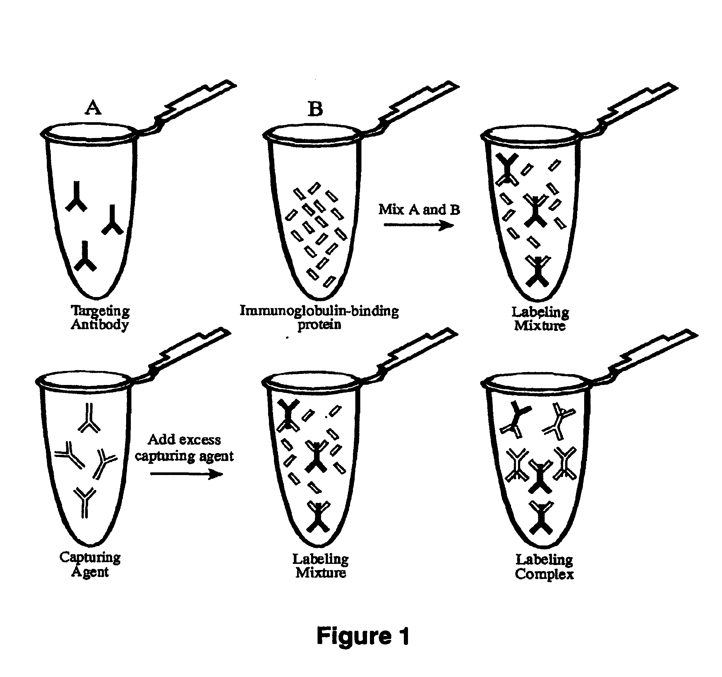 Antibody complexes and methods for immunolabeling