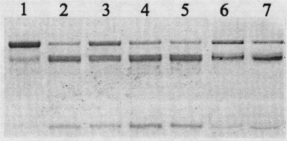 (3R,12aS)-3-(4-aminobutyl)-2,3,6,7,12,12a-hexahydropyrazino[1',2':1,6]pyrido[3,4-b]indole-1,4-dione, and preparation and application thereof