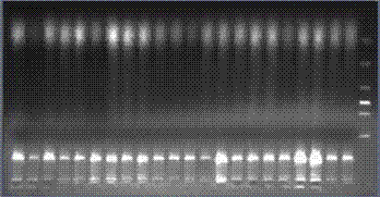 Preparation method for procambarus clarkia simple sequence repeats (SSR) primer