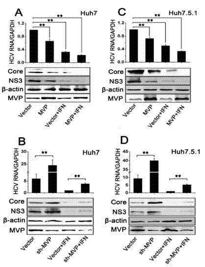 Application of MVP used as antiviral drug target