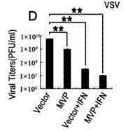 Application of MVP used as antiviral drug target