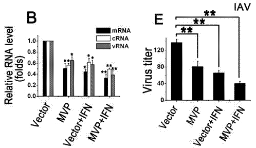 Application of MVP used as antiviral drug target