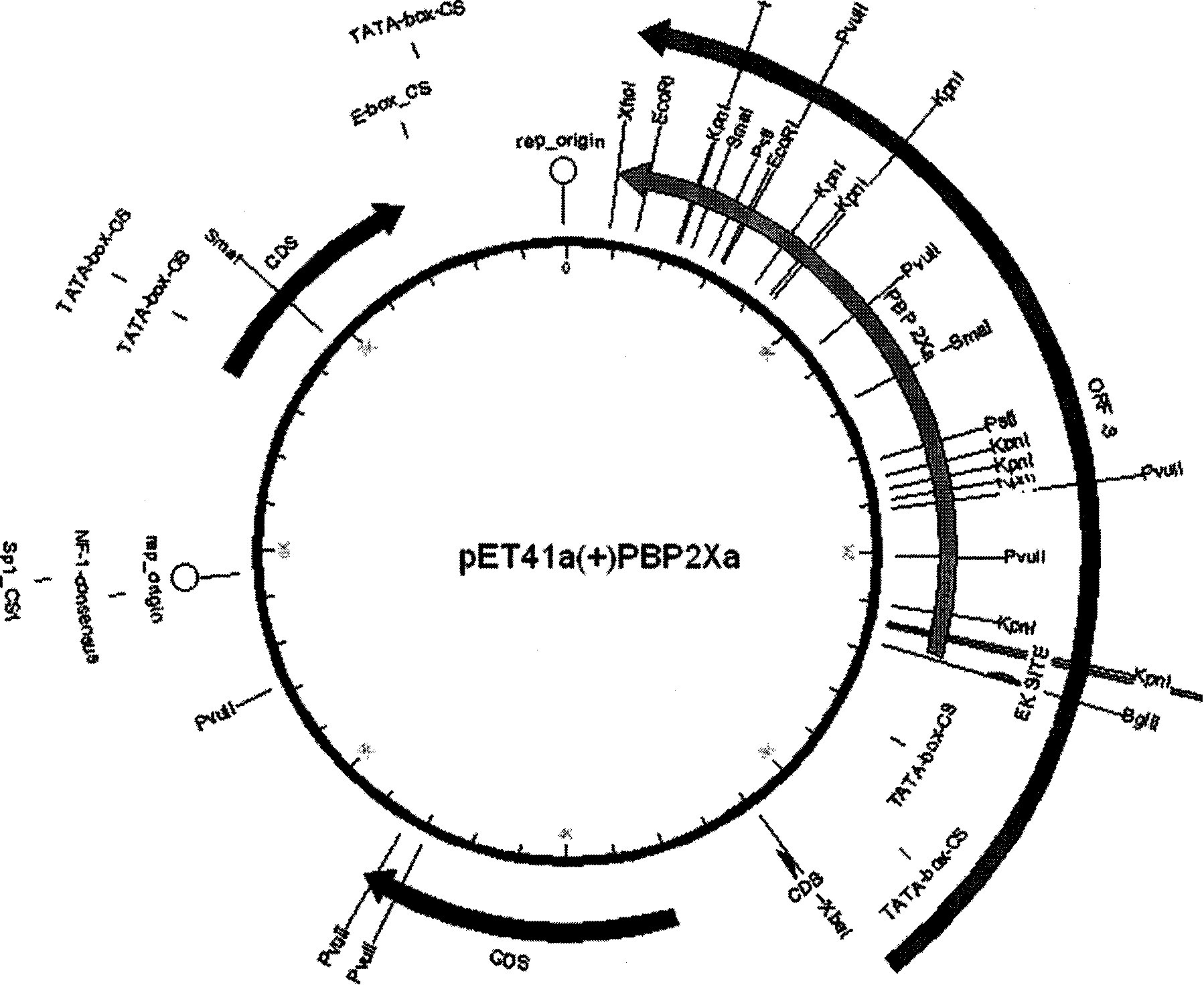 Kit for detecting beta-lactam antibiotic ligand in milk by receptor method and detection method thereof