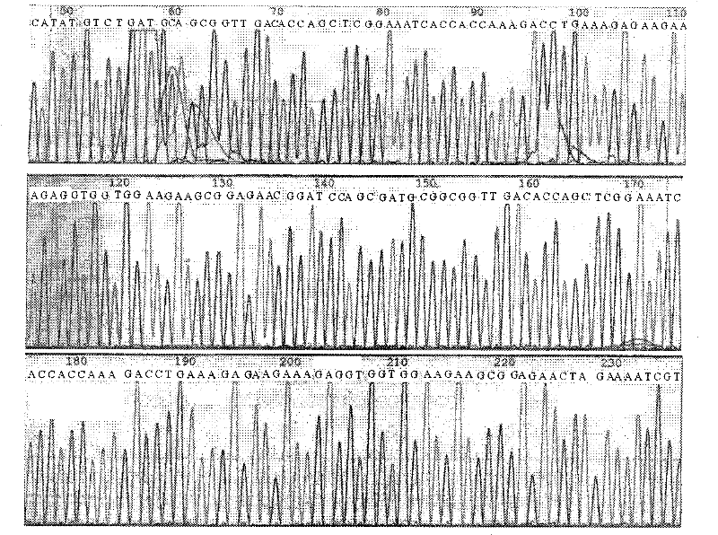 Recombined extrasin alpha 1 two-strand body protein and preparation method thereof