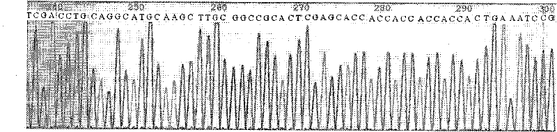 Recombined extrasin alpha 1 two-strand body protein and preparation method thereof