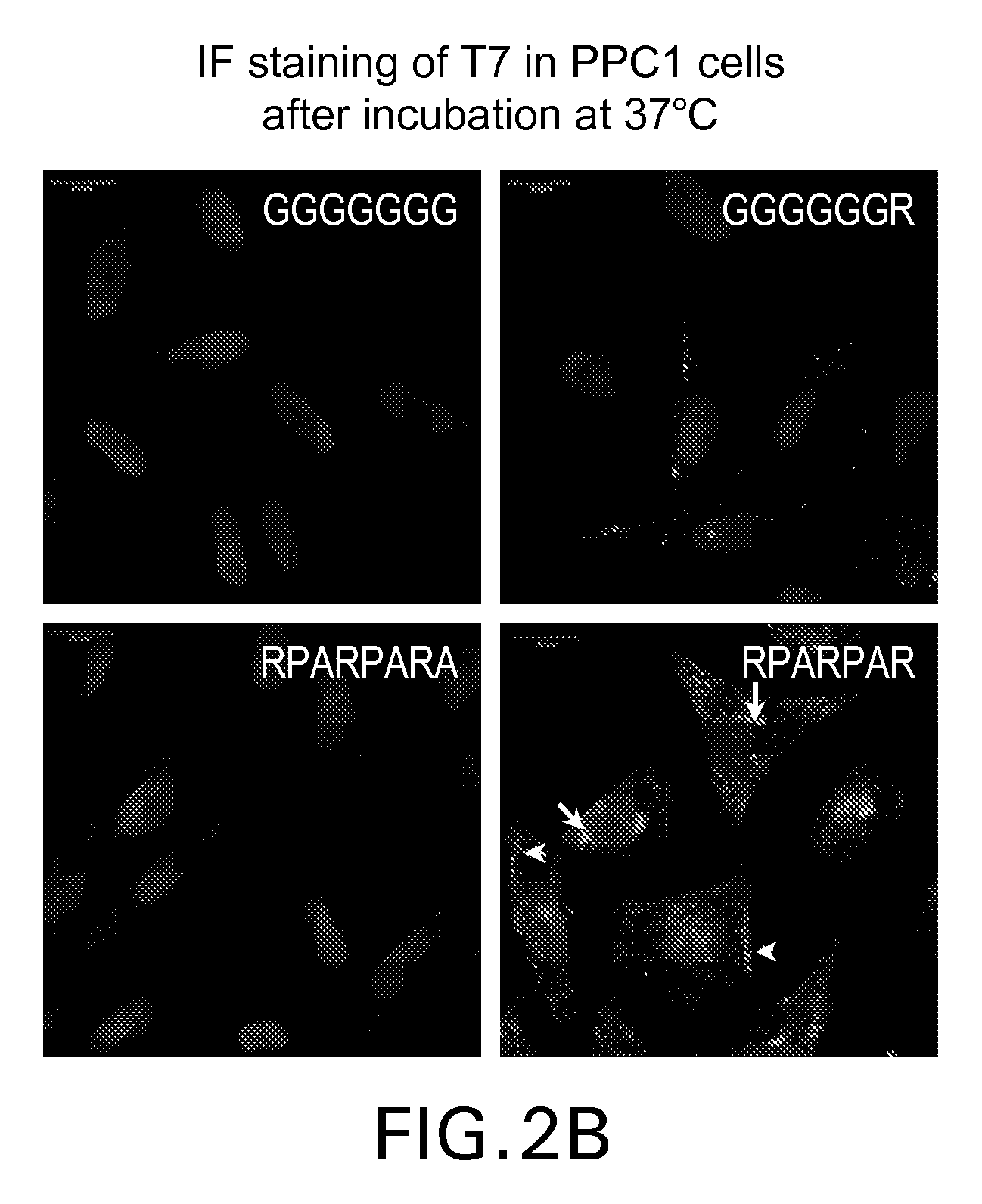 Methods and compositions related to peptides and proteins with c-terminal elements