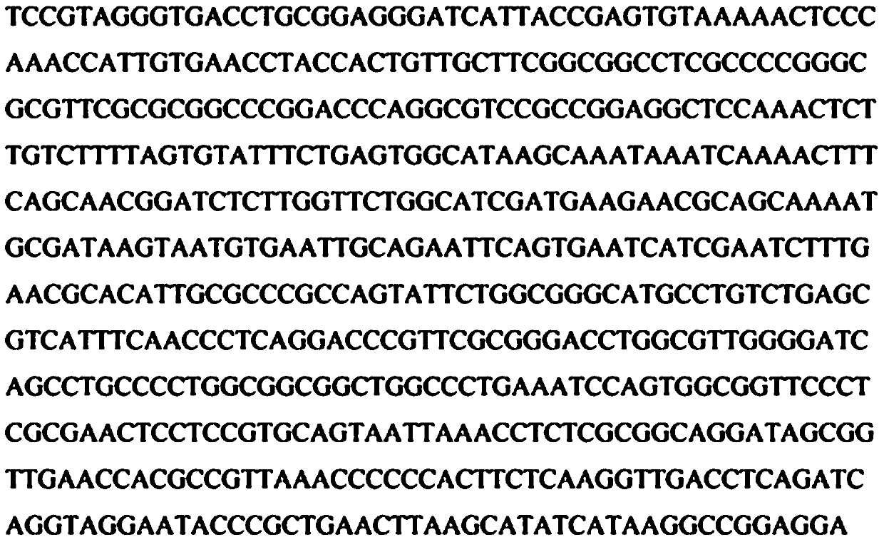 Preparation method and application of a kind of Panax notoginseng endophytic fungus Acremonium acremonium