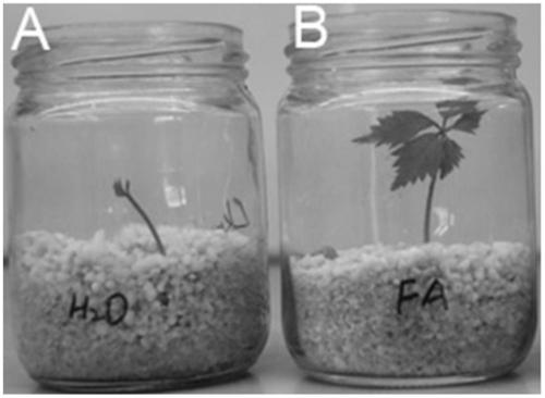 Preparation method and application of a kind of Panax notoginseng endophytic fungus Acremonium acremonium