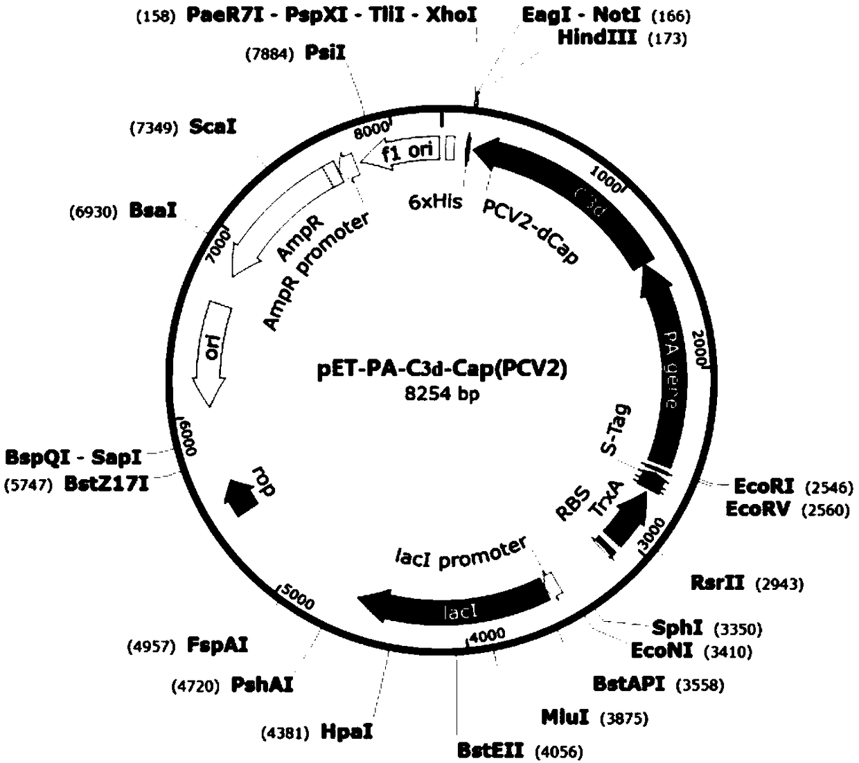 Fusion protein, preparation method and application thereof, expression system and vaccine