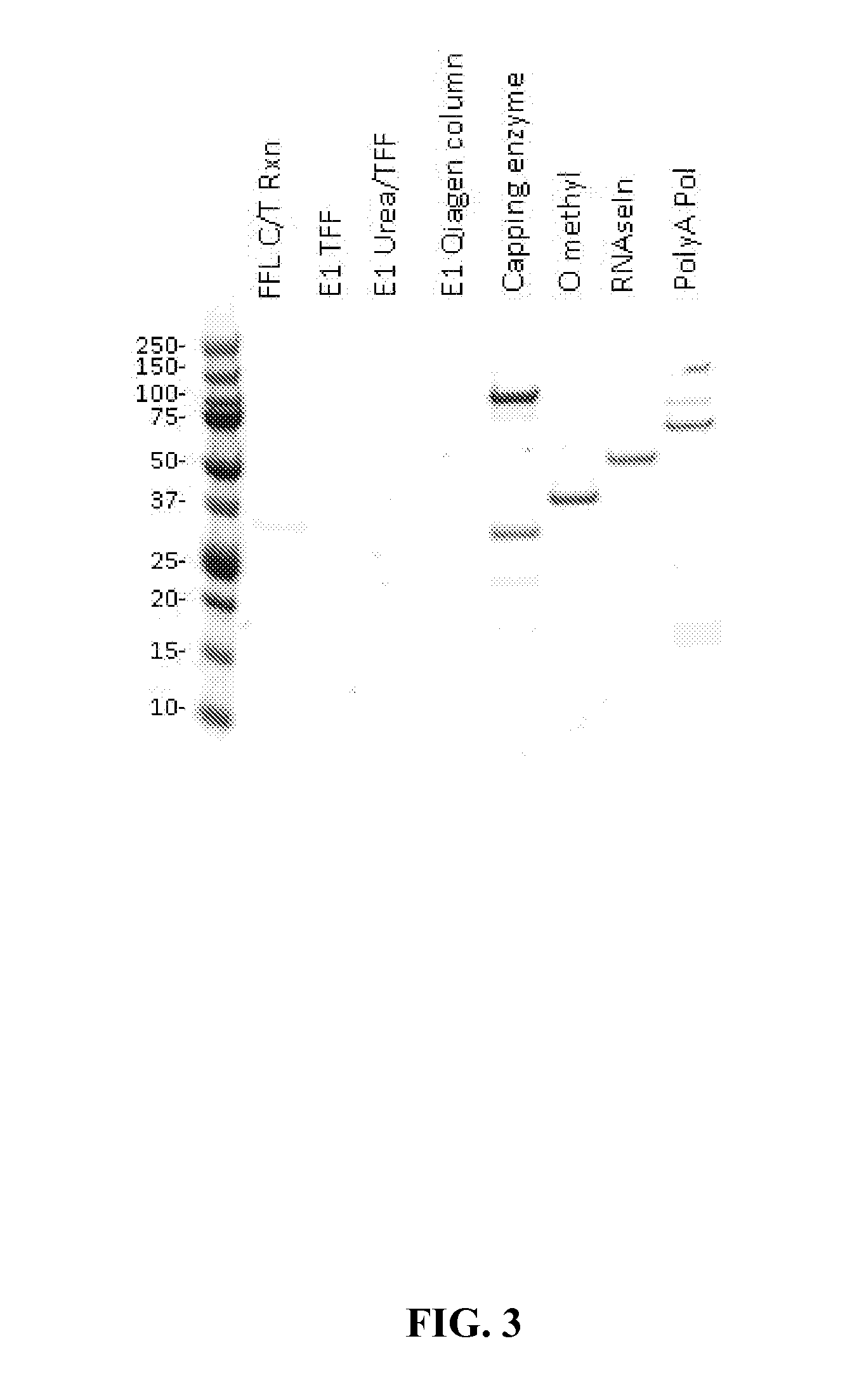 Methods for purification of messenger RNA