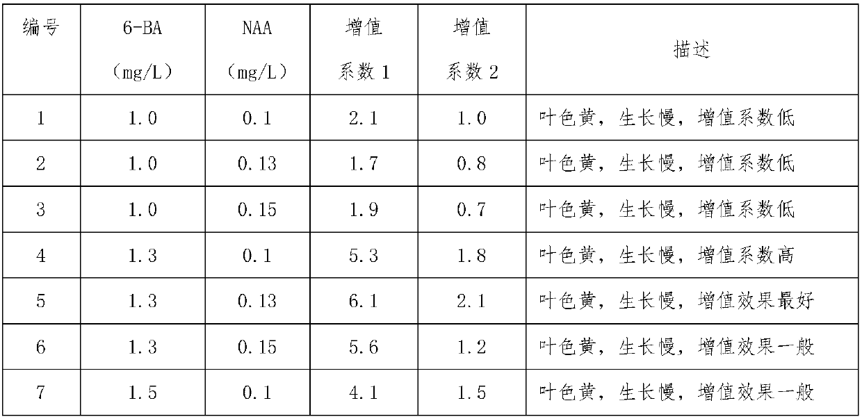 Catalpa tissue culture rapid propagation method