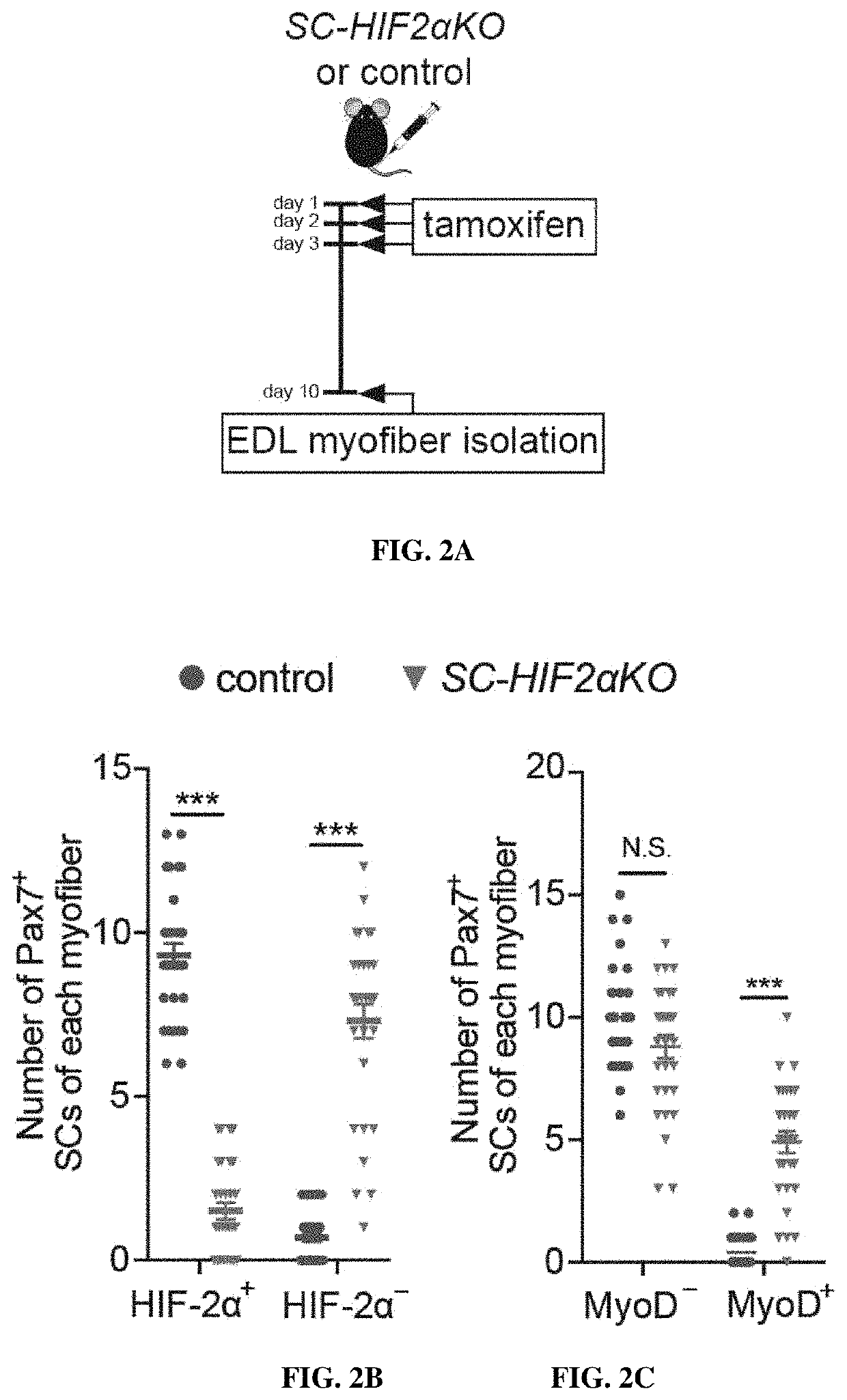 Compositions and methods of modulating HIF-2A to improve muscle generation and repair