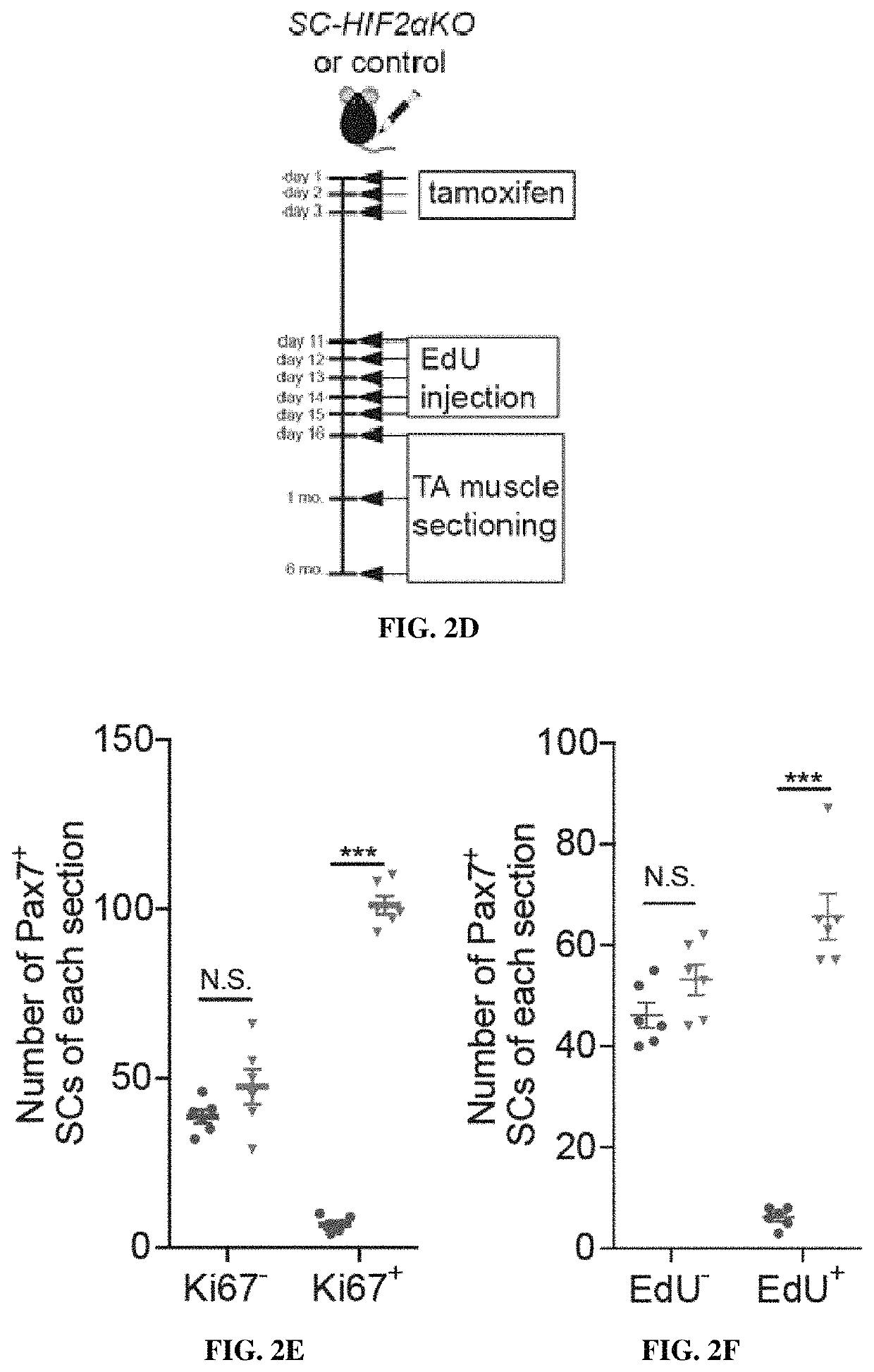 Compositions and methods of modulating HIF-2A to improve muscle generation and repair