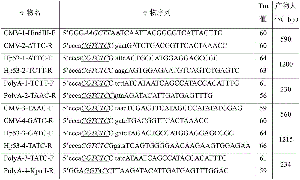 Double-copy human p53 gene recombinant adenovirus and preparation method thereof