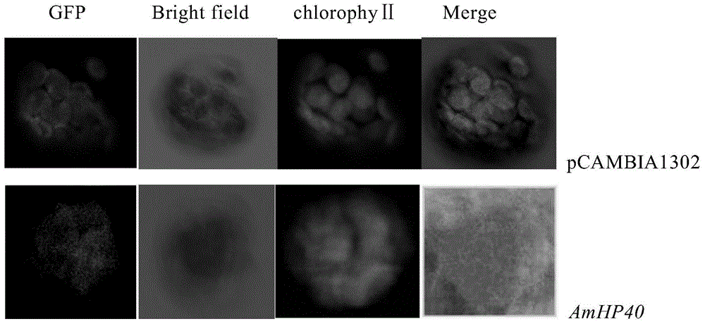 Ammopiptanthus mongolicus drought induced related gene, and expression vector and application thereof