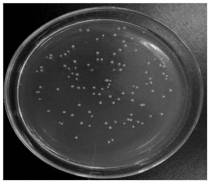 Raoultella ornithinolytica and applications thereof