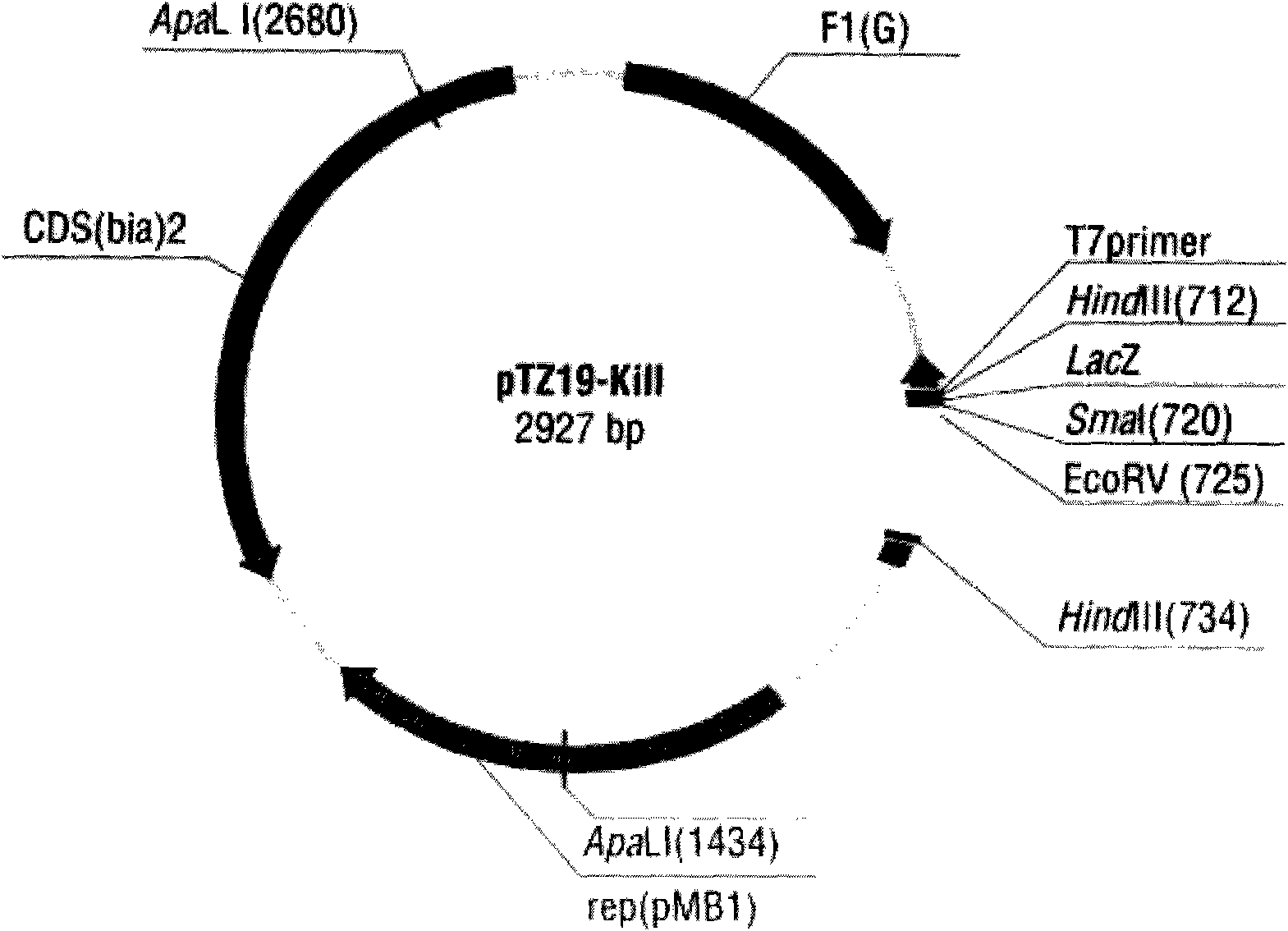 Protein and coding gene and suicide vector thereof