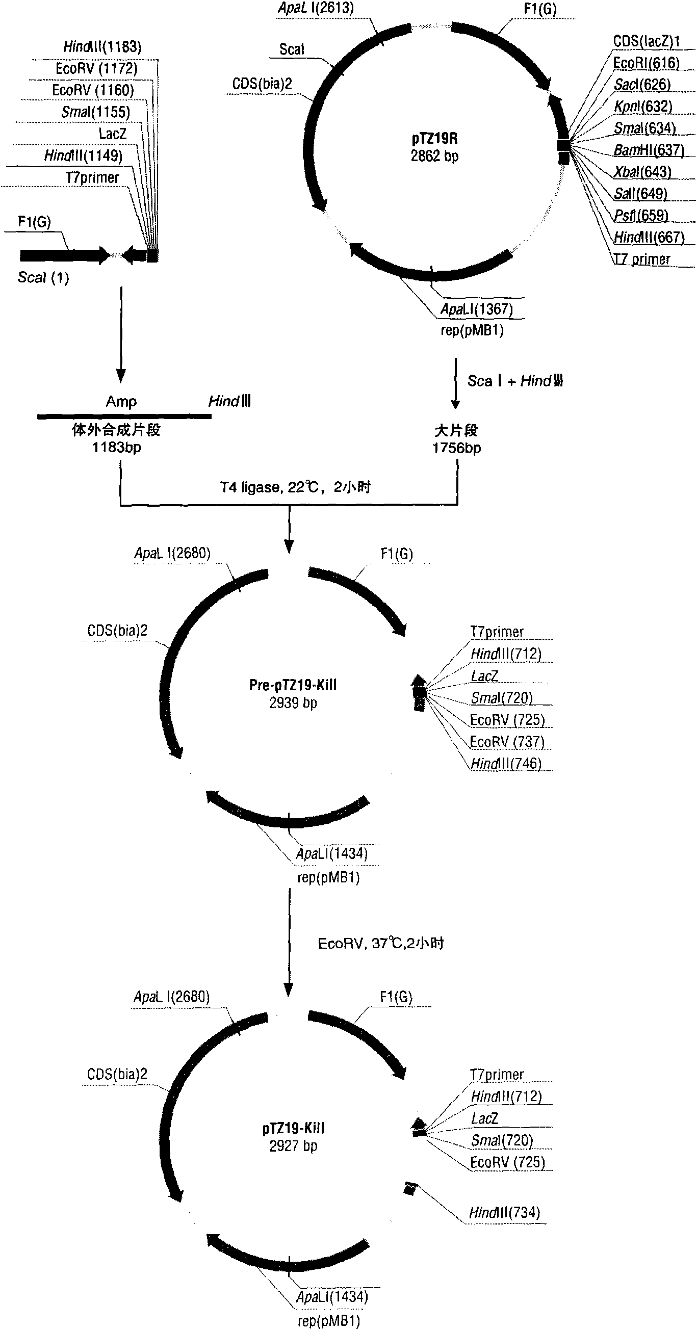 Protein and coding gene and suicide vector thereof