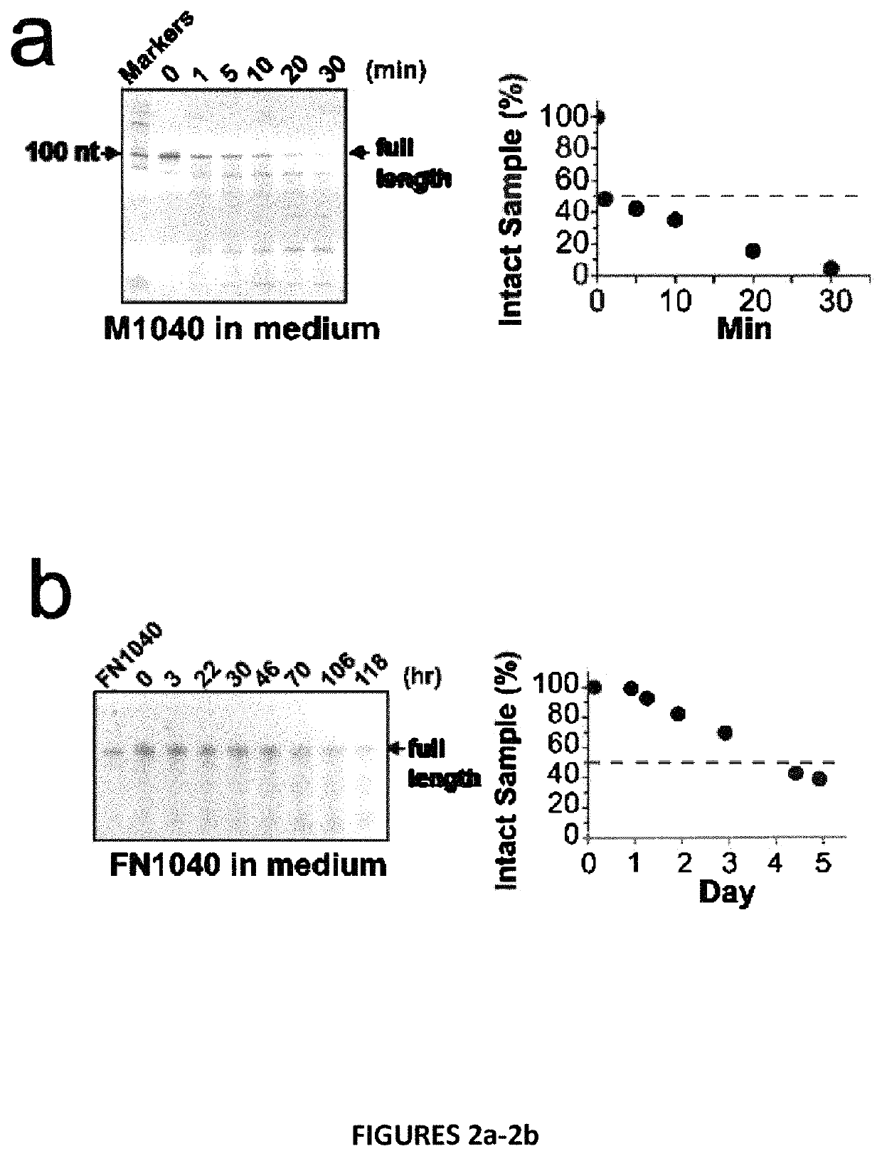 Chemically modified AMPA receptor RNA aptamers